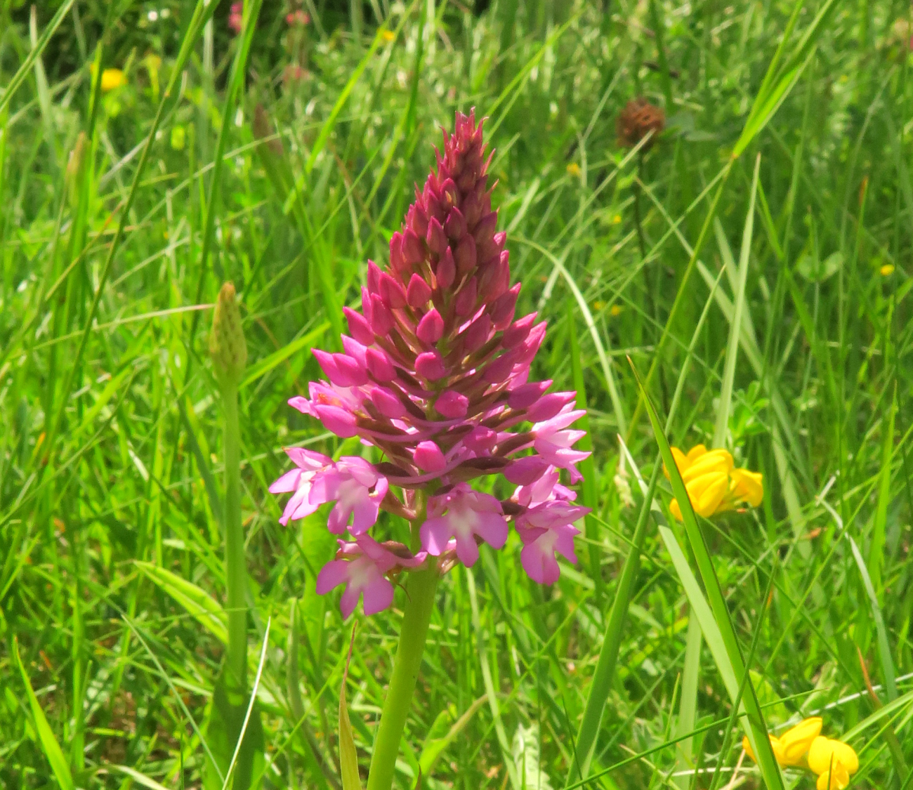 Anacamptis pyramidalis_©JLJalla